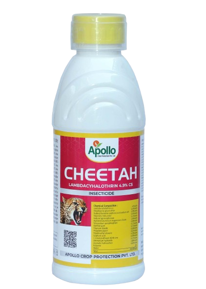 Cheetah